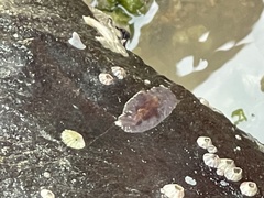 Leptoplanoidea