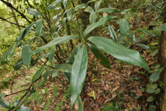 Quercus sessilifolia