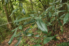 Quercus sessilifolia