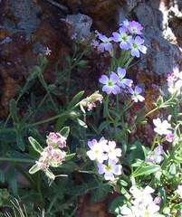 Malcolmia chia