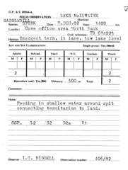 Ephippiorhynchus senegalensis