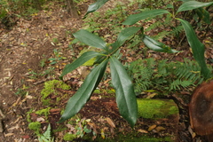 Quercus sessilifolia