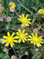 Blennosperma nanum