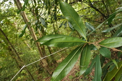 Quercus sessilifolia