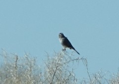 Artemisiospiza nevadensis