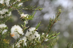 Melaleuca rhaphiophylla