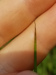 Juncus roemerianus