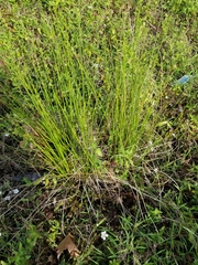Juncus roemerianus