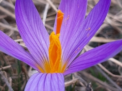 Crocus versicolor