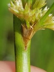 Juncus roemerianus