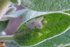 Pseudopostega crepusculella