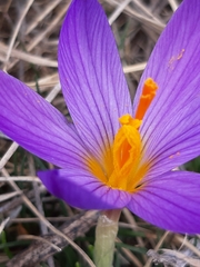 Crocus versicolor