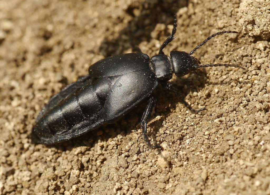Meloe uralensis