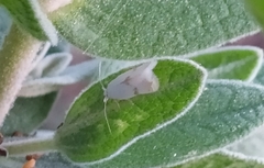 Pseudopostega crepusculella