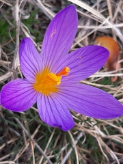 Crocus versicolor