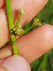 Juncus roemerianus