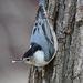 Nuthatches - Photo (c) Brian Peterson, some rights reserved (CC BY-NC-ND)