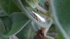 Pseudopostega crepusculella