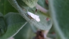 Pseudopostega crepusculella
