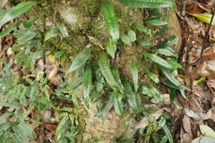 Lemmaphyllum diversum