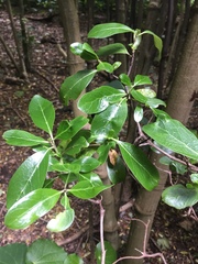 Coprosma chathamica
