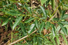 Itea