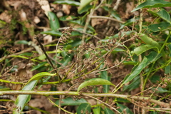 Itea