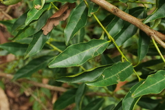 Itea