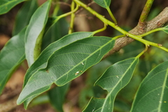 Itea
