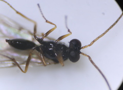 Neuroterus vesicula