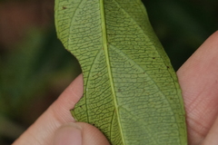 Itea