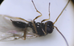 Neuroterus vesicula