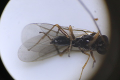 Neuroterus vesicula