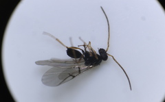 Neuroterus vesicula