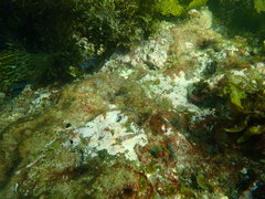 Cochleoceps orientalis