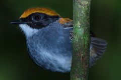 Conopophaga melanops