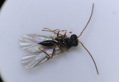 Neuroterus vesicula