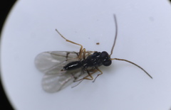 Neuroterus vesicula