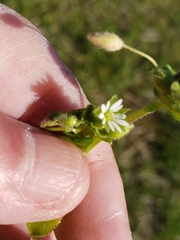 Cerastium nutans