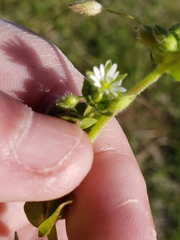 Cerastium nutans