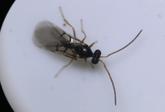 Neuroterus vesicula