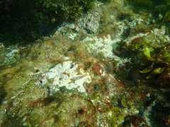 Cochleoceps orientalis