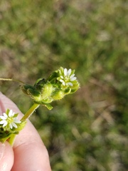 Cerastium nutans
