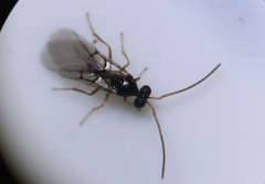 Neuroterus vesicula