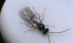 Neuroterus vesicula