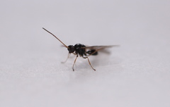 Neuroterus vesicula