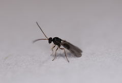 Neuroterus vesicula