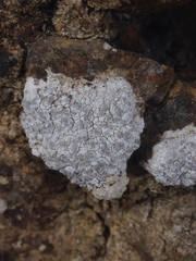 Lecanographa hypothallina