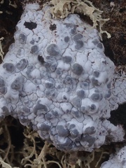 Lecanographa hypothallina