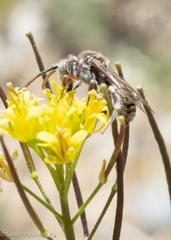 Nomada crotchii